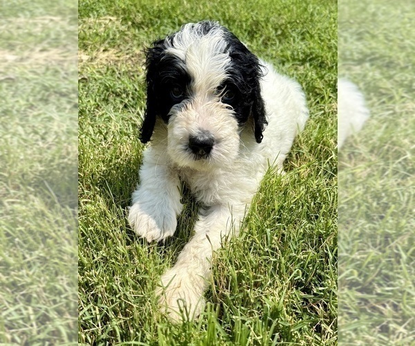 Medium Photo #11 Bernedoodle Puppy For Sale in MENIFEE, CA, USA