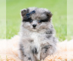 Small Photo #47 Pomeranian Puppy For Sale in WARSAW, IN, USA