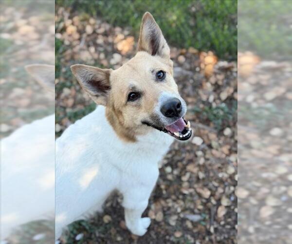 Medium Photo #2 Australian Shepherd-Unknown Mix Puppy For Sale in Santa Cruz, CA, USA