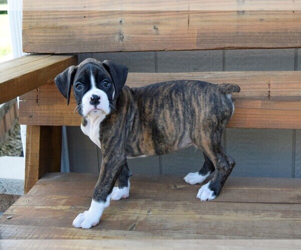 Medium Photo #10 Boxer Puppy For Sale in CHILHOWEE, MO, USA