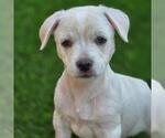 Small #10 Chihuahua Mix
