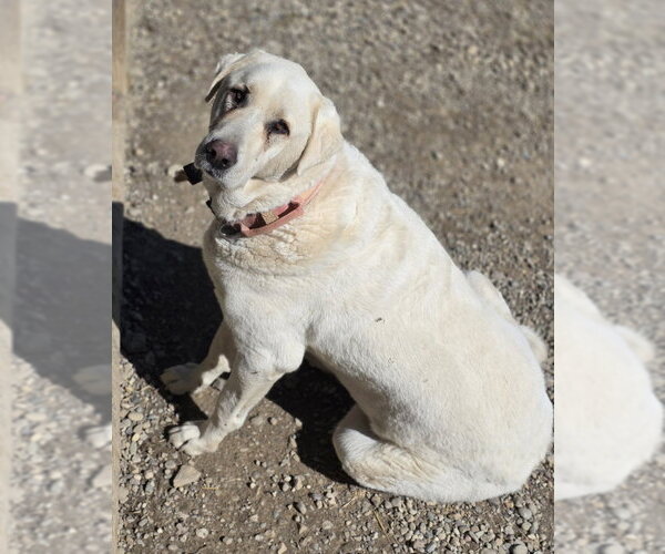 Medium Photo #3 - Mix Puppy For Sale in Woodsfield, OH, USA