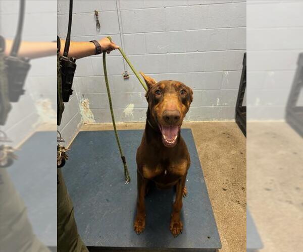 Medium Photo #1 Doberman Pinscher Puppy For Sale in Woodland, CA, USA