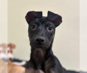 Beagle-Unknown Mix Dogs for adoption in Jefferson, NJ, USA