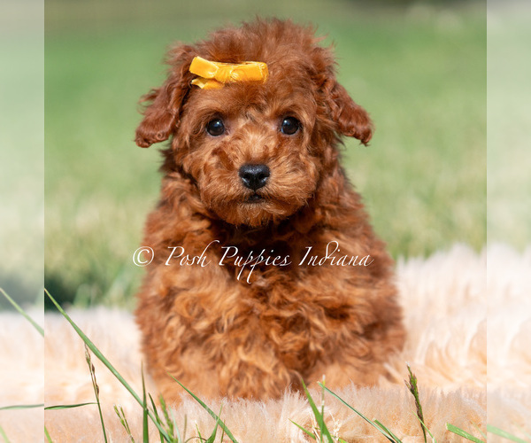 Medium Photo #13 Poodle (Miniature) Puppy For Sale in WARSAW, IN, USA