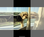 Small Photo #1 Morkie-Poodle (Toy) Mix Puppy For Sale in MONTEGUT, LA, USA