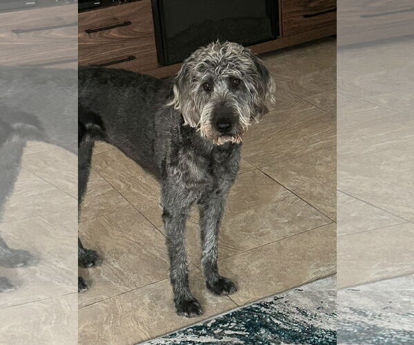 Medium Photo #2  Puppy For Sale in , 