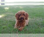 Puppy 3 Cocker Spaniel-Poodle (Miniature) Mix