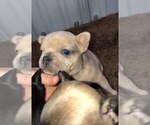 Small Photo #7 French Bulldog Puppy For Sale in NUNNELLY, TN, USA