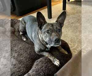 Heidi - Female French Bulldog-Unknown Mix Dog for Adoption - Photo #4