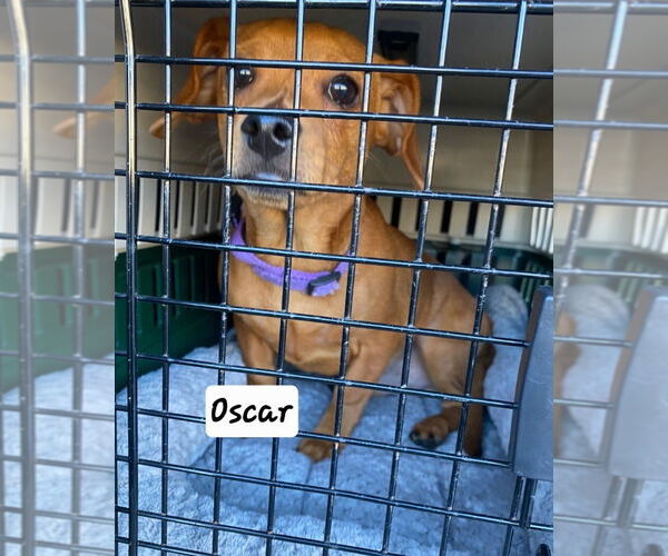 Medium Photo #3 Chiweenie Puppy For Sale in Foristell, MO, USA