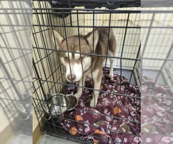 Medium Photo #1 Siberian Husky Puppy For Sale in Texas City, TX, USA