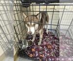 Small Siberian Husky