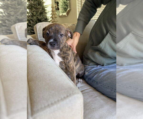 Medium Photo #2 Boxer-Unknown Mix Puppy For Sale in Dana Point, CA, USA
