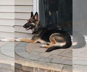German Shepherd Dog-Unknown Mix Dogs for adoption in New London, WI, USA