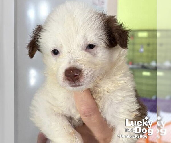 Medium Photo #1 Border Collie-Unknown Mix Puppy For Sale in Washington, DC, USA