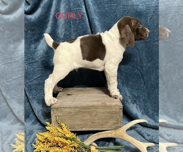 Medium Photo #1 German Shorthaired Pointer Puppy For Sale in CHEYENNE WELLS, CO, USA