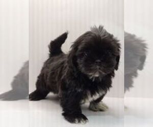 Shih Tzu Puppy for sale in BRANDON, FL, USA