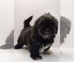 Small Photo #1 Shih Tzu Puppy For Sale in BRANDON, FL, USA