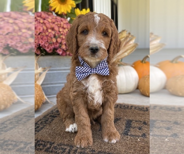 Medium Photo #7 Irish Doodle Puppy For Sale in WOOSTER, OH, USA