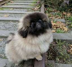 Pekingese Puppy for sale in RENO, NV, USA