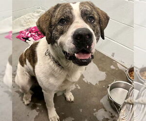 Mastiff-Unknown Mix Dogs for adoption in Tavares, FL, USA