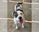 Small #1 American Pit Bull Terrier