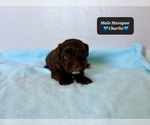 Small #2 Poovanese