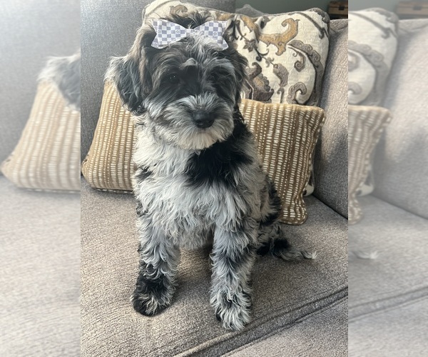 Medium Photo #6 Whoodle (Miniature) Puppy For Sale in RICHMOND, IL, USA