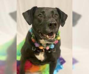 Bagheera - Female Labrador Retriever-Unknown Mix Dog for Adoption - Photo #3