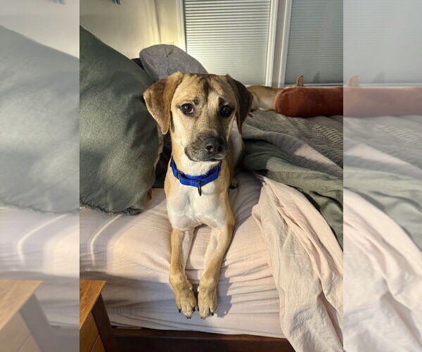 Medium Photo #3 Mutt Puppy For Sale in Candler, NC, USA