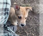 Small Photo #1 Siberian Husky Puppy For Sale in Omaha, NE, USA