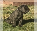 Small Photo #28 Neapolitan Mastiff Puppy For Sale in BRISTOW, VA, USA