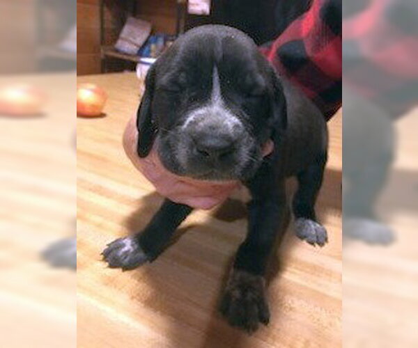 Medium Photo #1 Bluetick Coonhound-Unknown Mix Puppy For Sale in Rockaway, NJ, USA