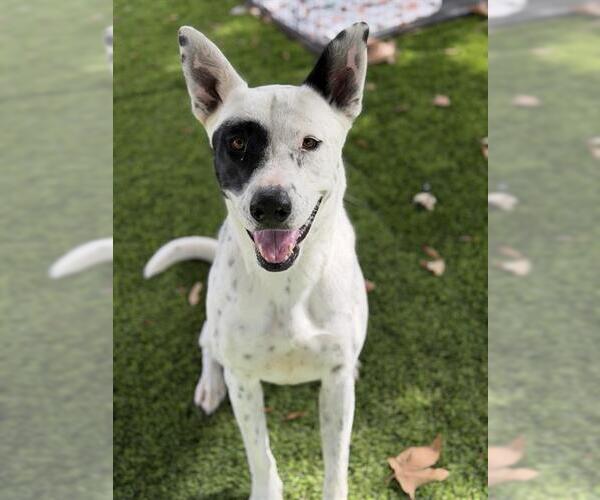 Medium Photo #2 Mutt Puppy For Sale in Chula Vista, CA, USA