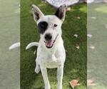 Small #1 German Shepherd Dog Mix