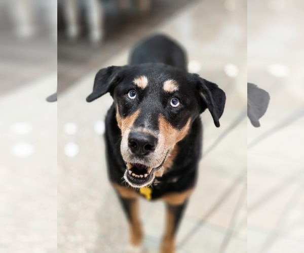 Medium Photo #2 Rottweiler-Siberian Husky Mix Puppy For Sale in Sandy, UT, USA