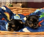 Small Photo #17 Yorkshire Terrier Puppy For Sale in BRIDGETON, NJ, USA