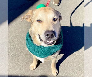 Cash - Male Anatolian Shepherd-Unknown Mix Dog for Adoption - Photo #12