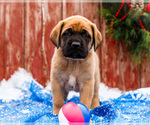 Puppy Mr Putter Mastiff