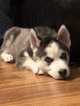 Small Photo #13 Siberian Husky Puppy For Sale in MOORE, SC, USA