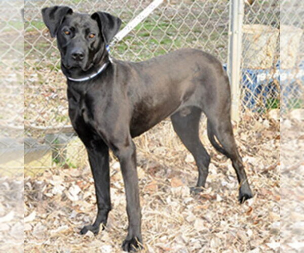 Medium Photo #2 Great Dane-Unknown Mix Puppy For Sale in Newfoundland, PA, USA