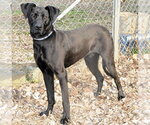 Small #1 Great Dane Mix