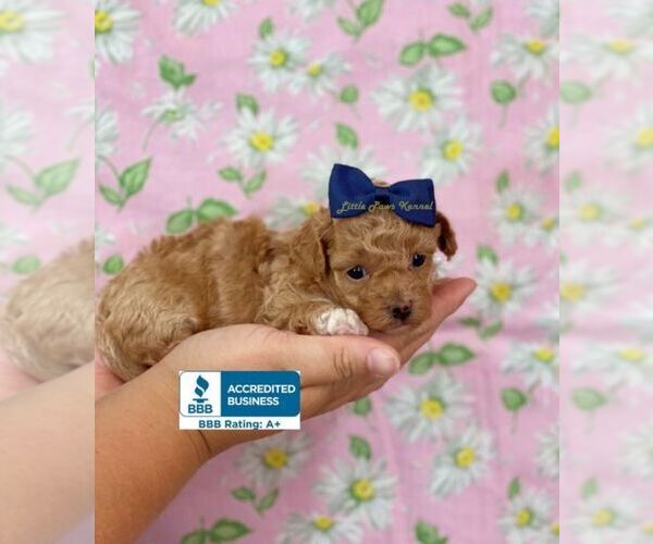 Medium Photo #1 Maltipoo Puppy For Sale in WINNSBORO, LA, USA