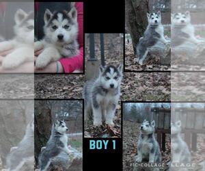Siberian Husky Puppy for sale in NEOSHO, MO, USA
