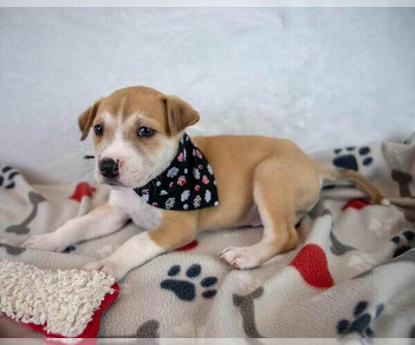 Medium Photo #5 Mutt Puppy For Sale in Kennesaw, GA, USA