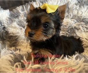 Yorkshire Terrier Puppy for sale in GREENEVILLE, TN, USA