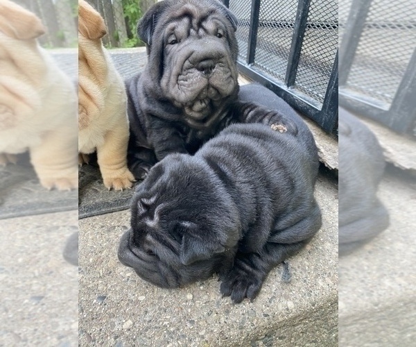 Medium Photo #4 Chinese Shar-Pei Puppy For Sale in DIMONDALE, MI, USA
