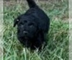 Puppy 2 Bichpoo