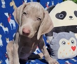 Small Photo #3 Weimaraner Puppy For Sale in NEWCASTLE, OK, USA